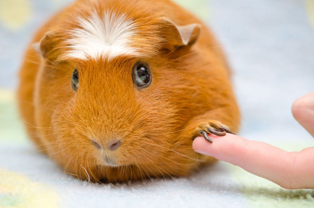 Guinea pig