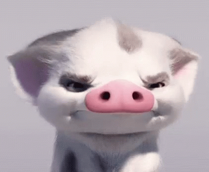 Angry pig gif