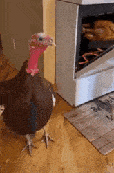 A turkey standing on a wooden floor near an open oven, appearing curious and alert.
